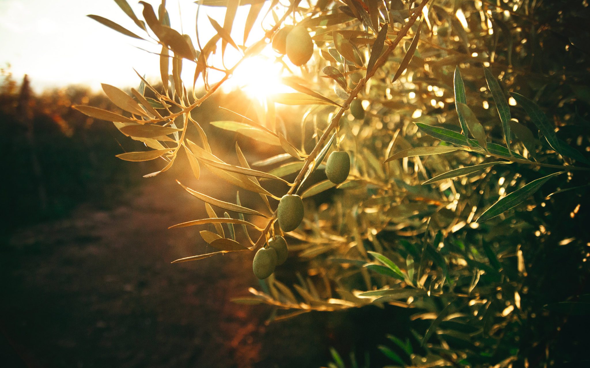 Filtrazione olio