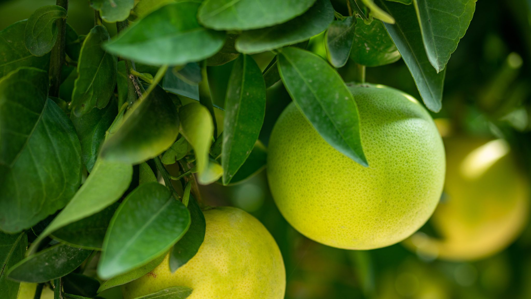 Juice Filter Machine Filtration Of Fruit VLS Technologies